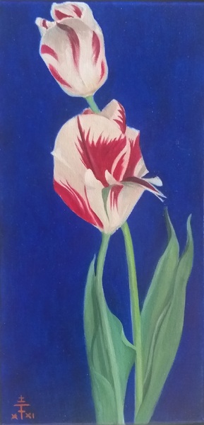 Geflammte Tulpen