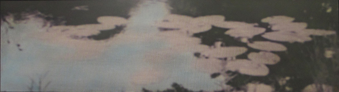 Seerosen (weiß petrol)