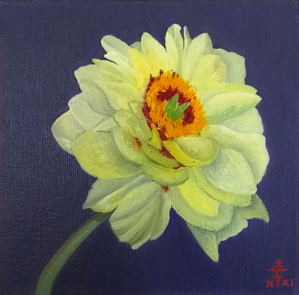 Strauchpeonie