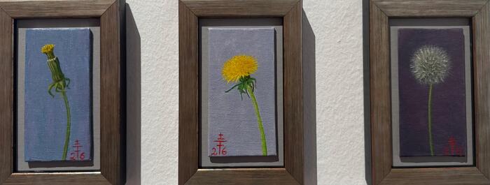 In Erwartung / Pusteblume / Löwenzahn