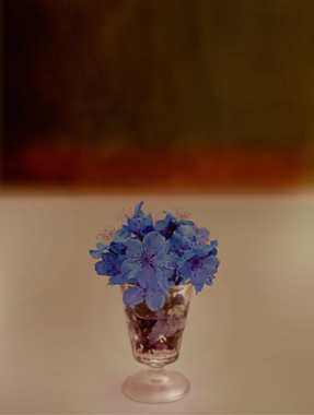 Giovanni Castell: Stilleben (Blaue Blume), 2017