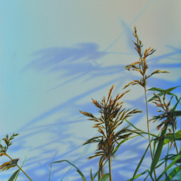 Flora